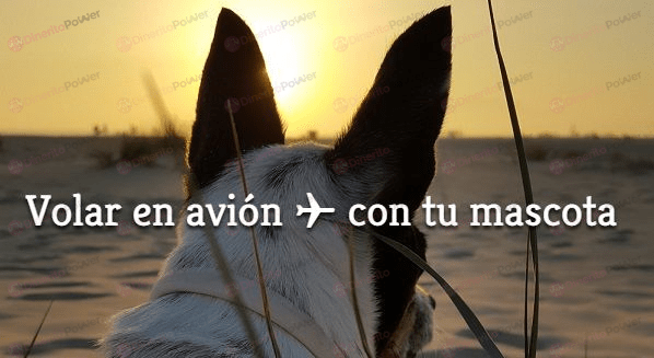 viajar en avion con perro mascota compañias aereas aerolineas
